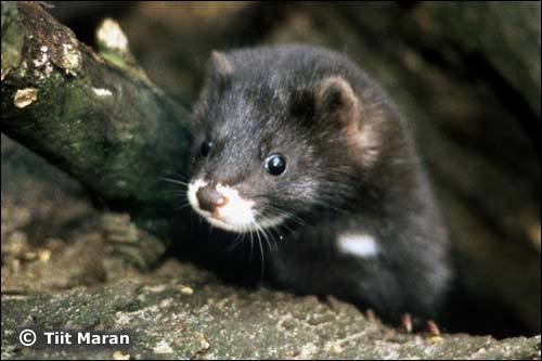 European mink European mink is critically endangered species looduskalenderee