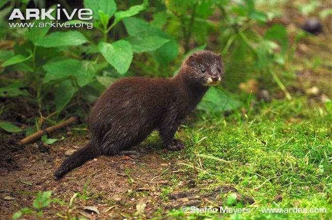 European mink European mink videos photos and facts Mustela lutreola ARKive