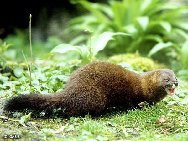 European mink European MinkEndangered animals listOur endangered animals