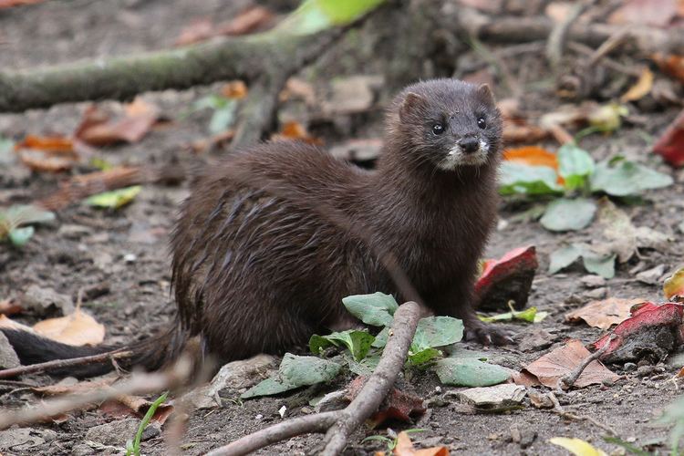 European mink European mink Zoo Osnabrck European mink zoofanatic Flickr