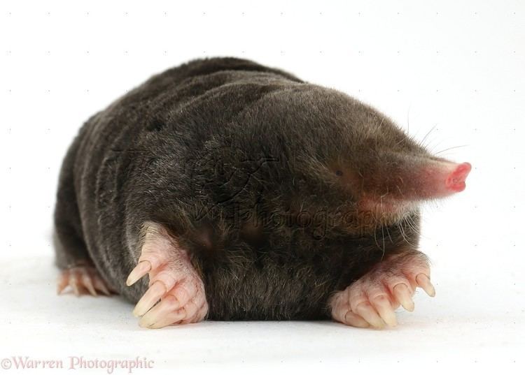 European mole European Mole photo WP39978