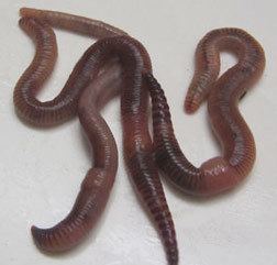 European nightcrawler Live worms live worms for sale red worms