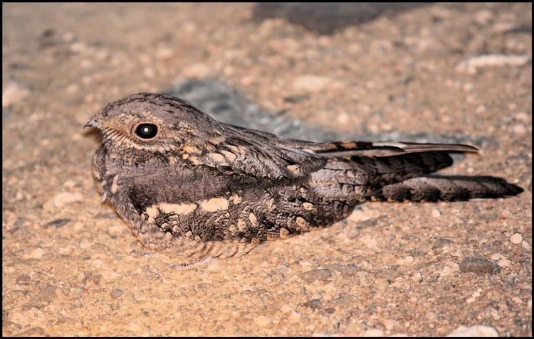 European nightjar European Nightjar