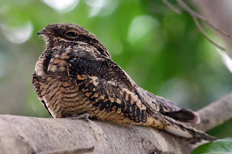 European nightjar Pinterest The world39s catalog of ideas