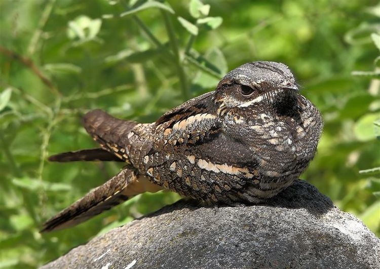 European nightjar European nightjar