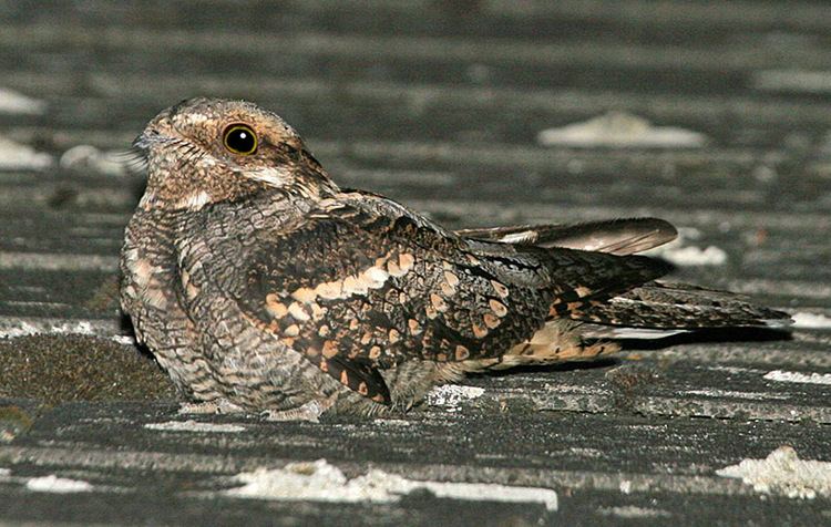 European nightjar European nightjar