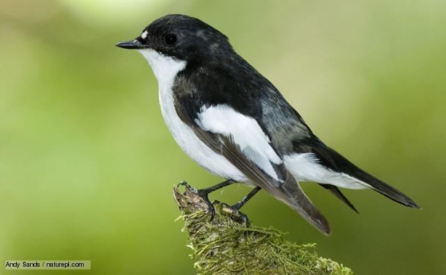 European pied flycatcher BBC Nature Pied flycatcher videos news and facts