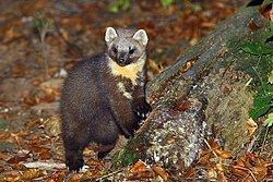 European pine marten European pine marten Wikipedia