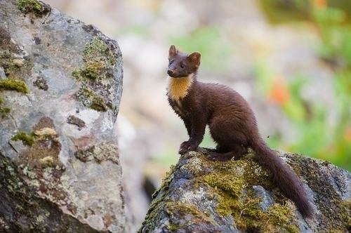 European pine marten Pine Marten European Pine Marten Facts and Pictures Coniferous