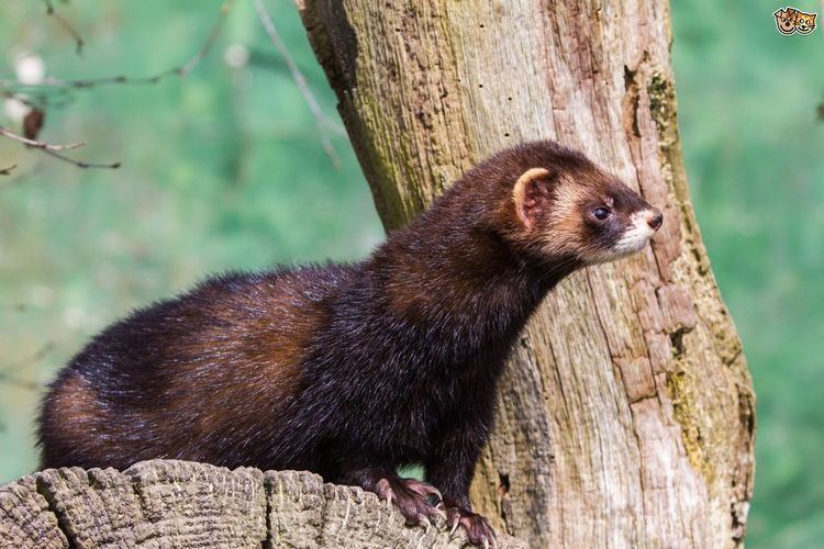 European polecat The Differences Between a European Polecat and a Domestic Ferret