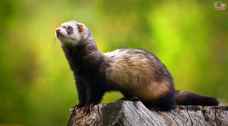 European polecat The Differences Between a European Polecat and a Domestic Ferret