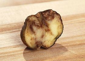 European Potato Failure httpsuploadwikimediaorgwikipediacommonsthu