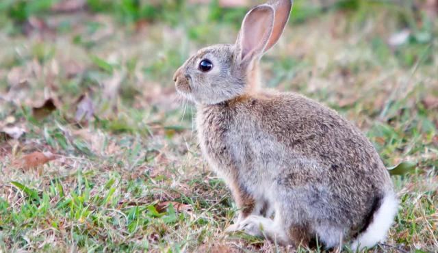 European rabbit European Rabbit Biodiversity of the Western Volcanic Plains