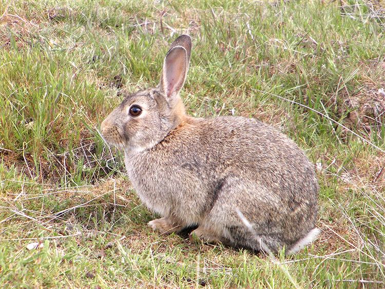 European rabbit About European rabbit European rabbit AZ of pest animals Pest