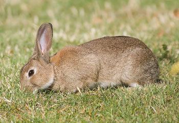 European rabbit European Rabbit The Animal Files