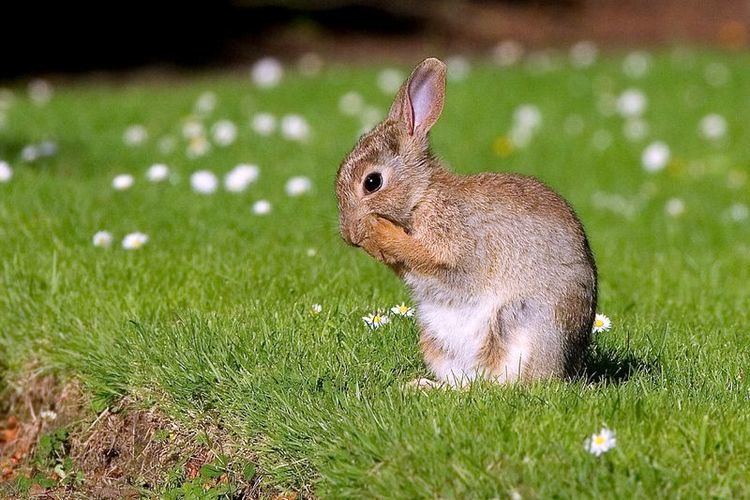 European rabbit European Rabbit Facts History Useful Information and Amazing Pictures