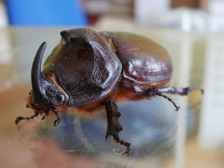 European rhinoceros beetle Image Oryctes nasicornis European Rhinoceros Beetle BioLibcz