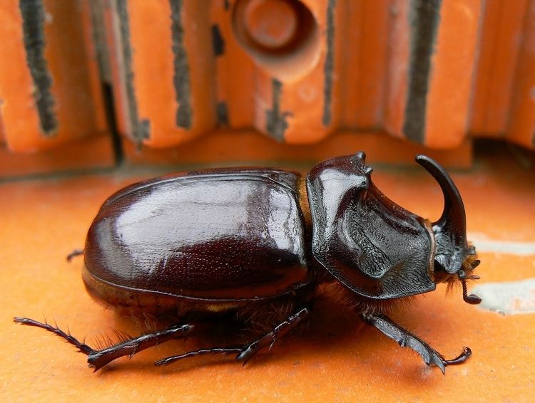 European rhinoceros beetle FileEuropean rhinoceros beetlejpg Wikimedia Commons