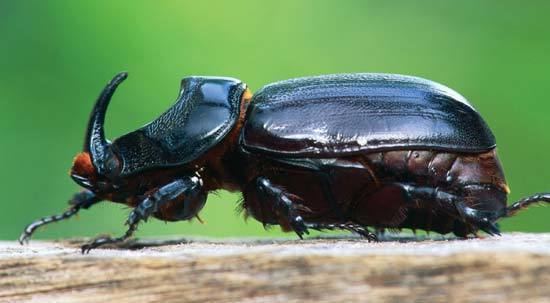 European rhinoceros beetle European rhinoceros beetle insect Britannicacom