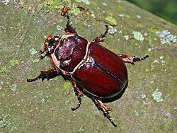 European rhinoceros beetle European rhinoceros beetle Wikipedia