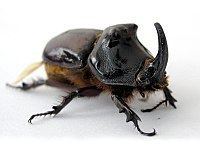 European rhinoceros beetle European rhinoceros beetle Wikipedia