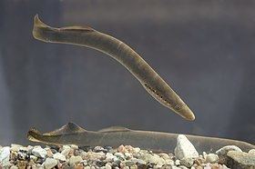European river lamprey httpsuploadwikimediaorgwikipediacommonsthu