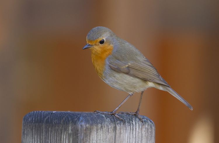 European robin European robin Wikipedia