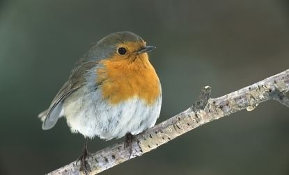 European robin European Robin Erithacus rubecula WAZA World Association of