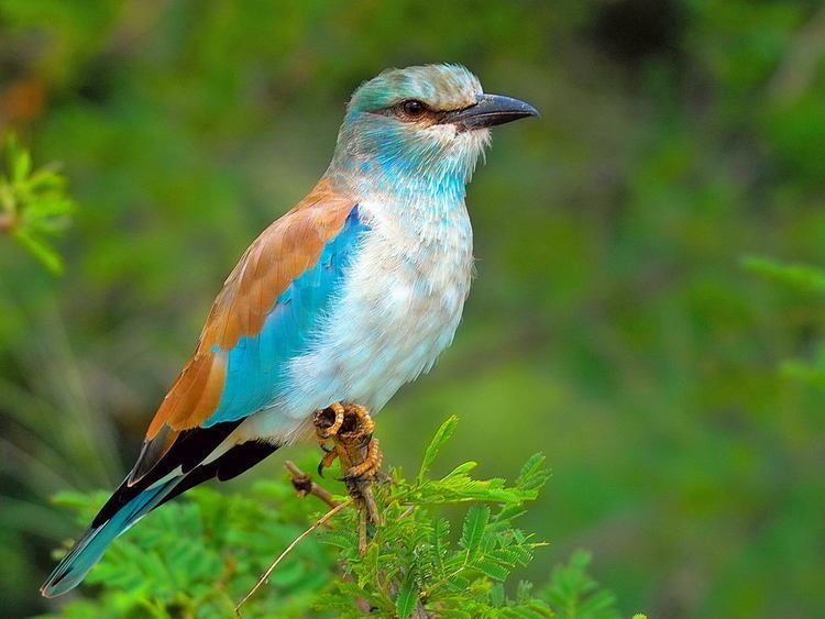 European roller Birds of The World Rollers