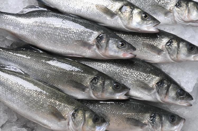 Babs fishing on irish seabass 