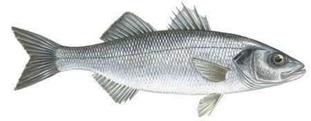 European seabass European seabass Fisheries