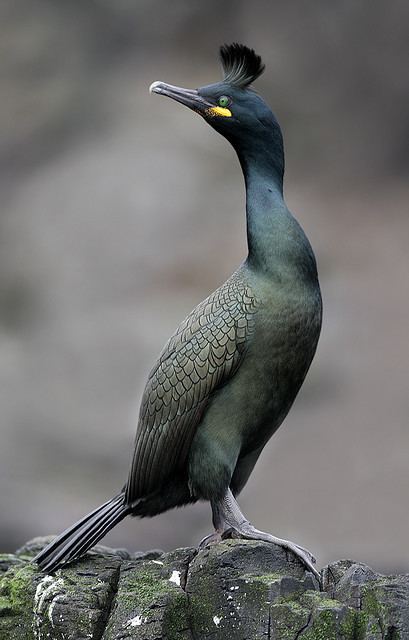 European shag 1000 images about Seabirds on Pinterest Love birds Nests and Islands