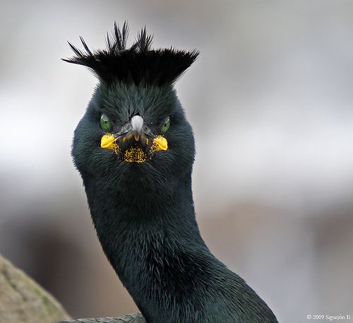 European shag 1000 images about Shags on Pinterest Nests Weird birds and