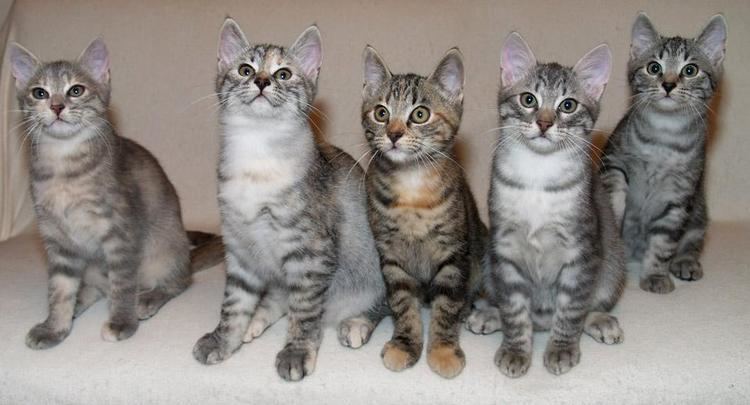 European Shorthair European Shorthair Info Personality Kittens Pictures
