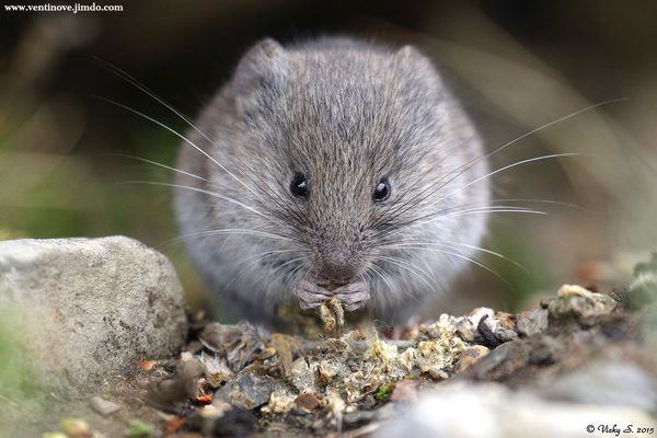 European snow vole Chionomys nivalis European snow vole JuzaPhoto