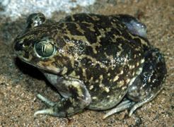 European spadefoot toad amphibiaweborglistsfaminfoimagespelobatidaejpg