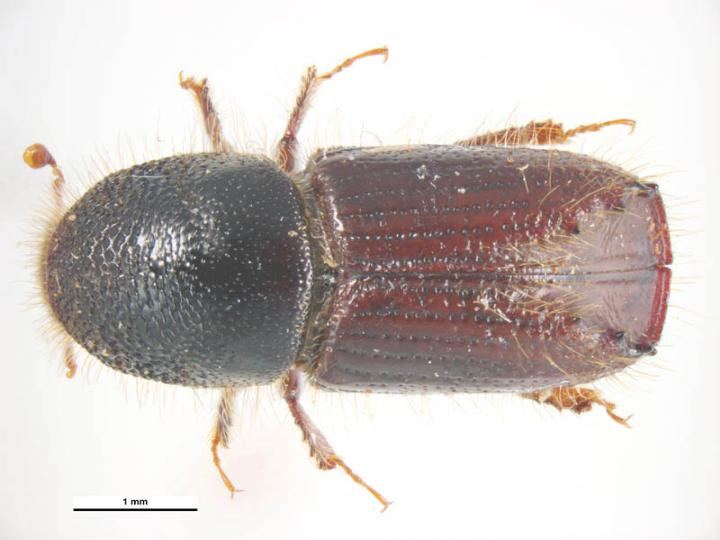 European spruce bark beetle Spruce Bark Beetle