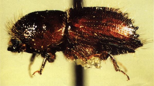 European spruce bark beetle Possible New Introduction European Spruce Bark Beetle