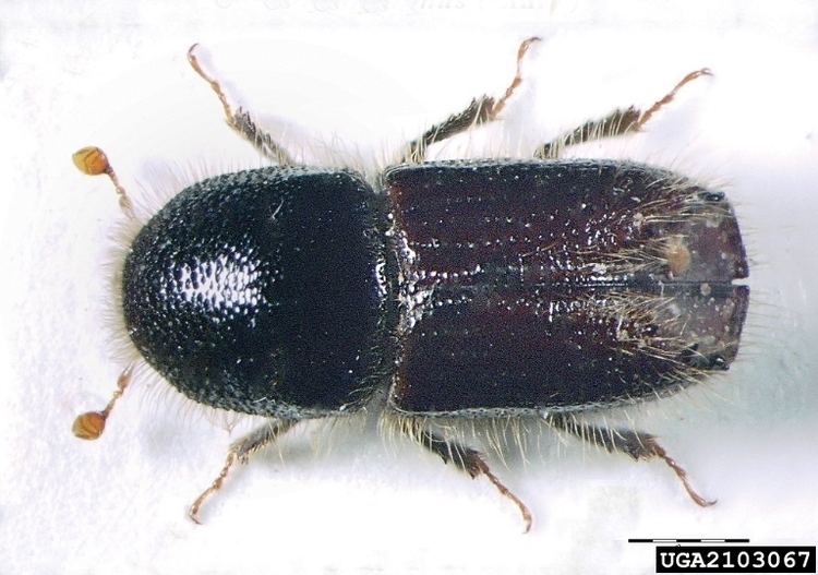 European spruce bark beetle European spruce bark beetle Ips typographus Coleoptera