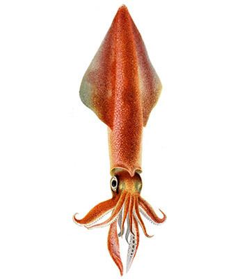 European squid marinebioorguploadcephsLoligovulgaris1jpg