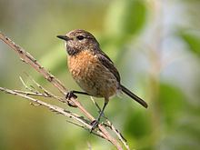 European stonechat httpsuploadwikimediaorgwikipediacommonsthu