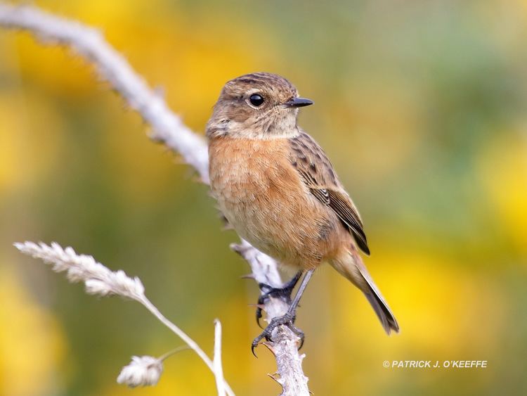 European stonechat Raw Birds EUROPEAN STONECHAT Female Saxicola rubicola subspecies