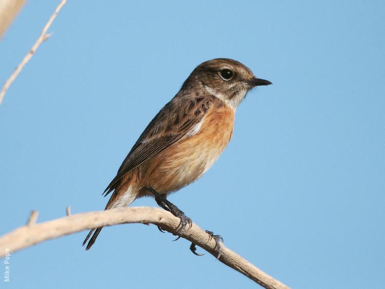 European stonechat European Stonechat KuwaitBirdsorg