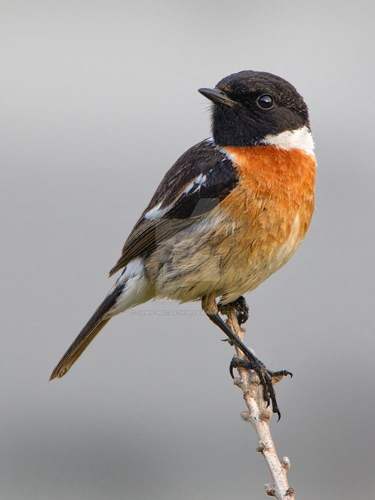 European stonechat Look at my tan European Stonechat by JamieMacArthur on DeviantArt