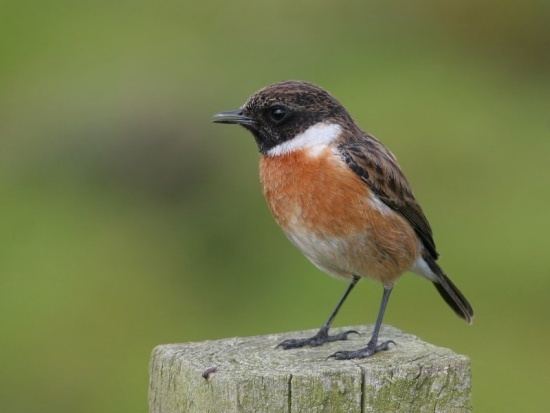 European stonechat European Stonechat BirdForum Opus