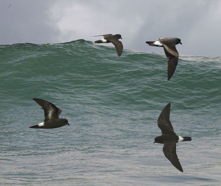 European storm petrel FileEuropean Storm Petrel from the Crossley ID Guide Britain and