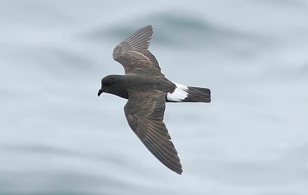 European storm petrel Surfbirds Online Photo Gallery Search Results