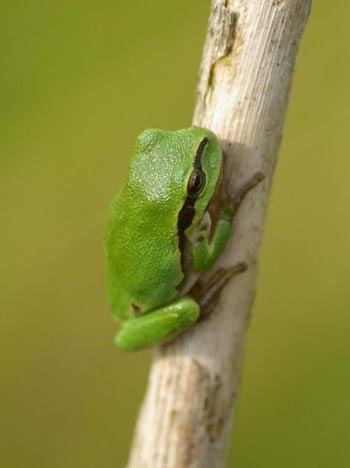 European tree frog wwwtheanimalfilescomimageseuropeantreefrog3jpg