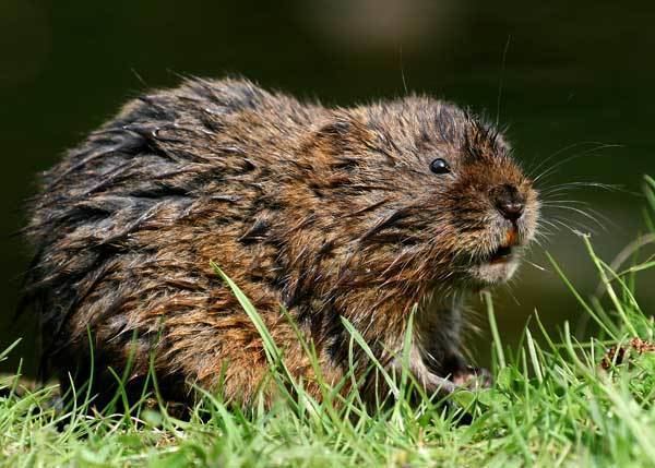 European water vole European Water Vole Arvicola amphibius Aquatic Mammals