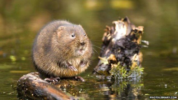 European water vole BBC Nature Water vole ladder link to help isolated colony